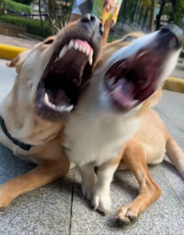 Hai con chó đang chơi với những con chó khác ảnh meme chó