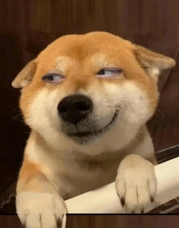 Một con chó có đôi mắt xanh đang nhìn lên máy ảnh ảnh meme chó