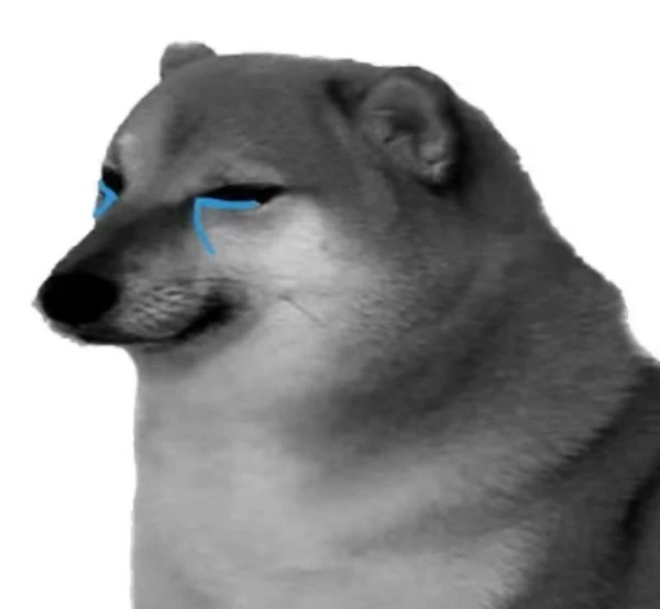 một con chó có đôi mắt xanh và nền trắng ảnh meme chó