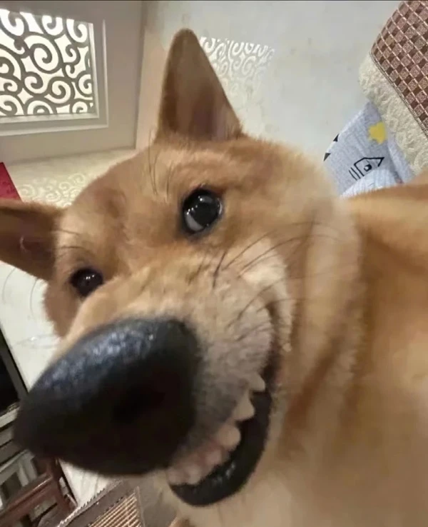 Một con chó có mũi đen và mũi đen ảnh meme chó