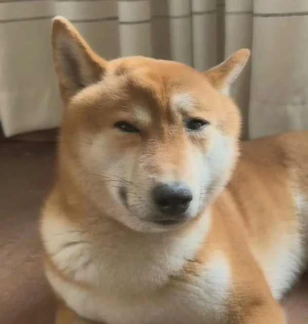 Một con chó đang ngồi trên sàn nhà ảnh meme chó