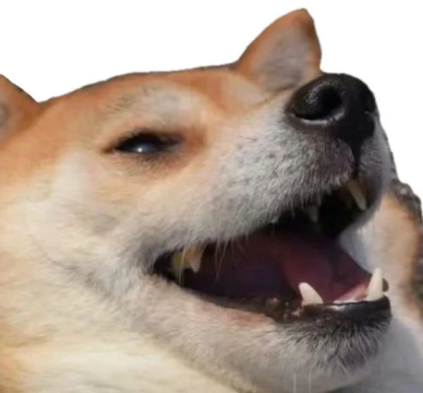 Một con chó mở miệng và miệng mở ra ảnh meme chó