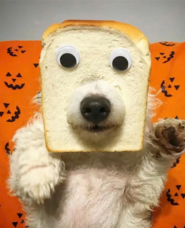 một con chó với một lát bánh mì trên mặt ảnh meme chó