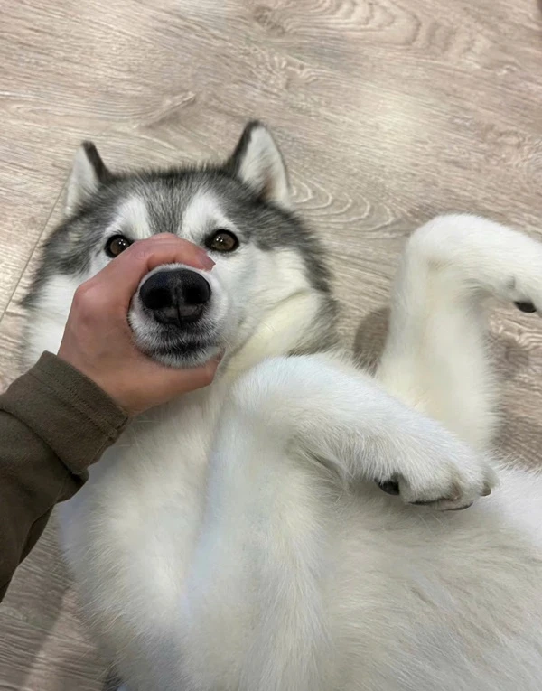 một người ôm một con chó bằng lưỡi của nó ảnh meme chó