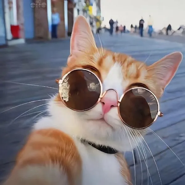 Mèo màu be và trắng đeo kính râm nhìn lên máy ảnh