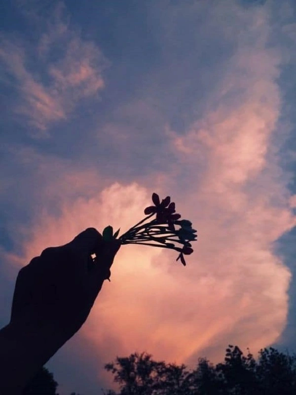 avatar chill cảnh hoa hoàng hôn