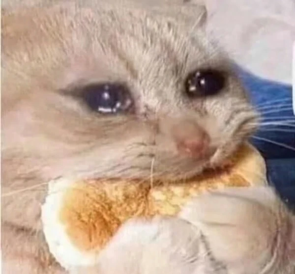 Một con mèo ăn bánh sandwich trên đĩa crying meme