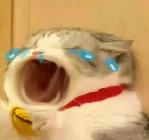 Một con mèo có đôi mắt xanh và cổ áo đỏ crying meme