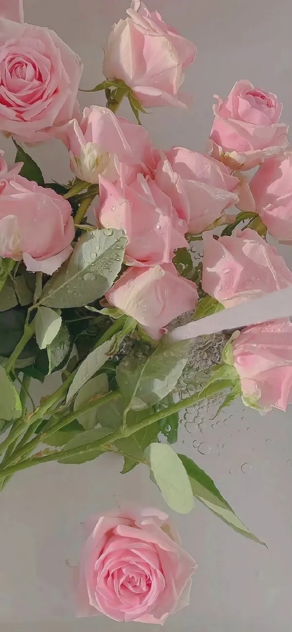 Hình nền hoa hồng Một bó hoa hồng hồng trên nền trắng