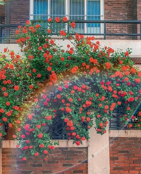 Một tòa nhà bằng gạch với những bông hoa màu đỏ mọc hình nền hoa hồng trên đó