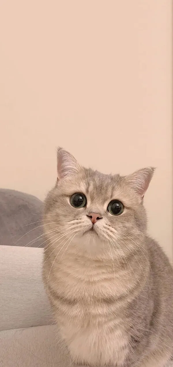 Một con mèo hình nền màu nâu nhạt cute ngồi trên chiếc ghế dài nhìn lên