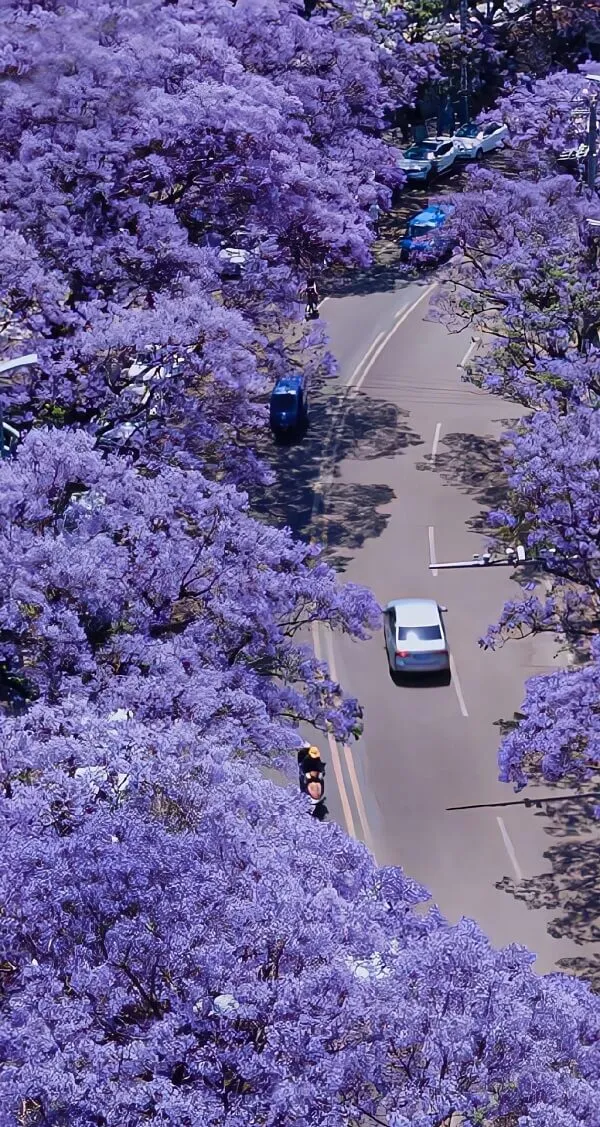 Cây Jaocaa nở hoa hình nền màu tím ở thành phố Sydney