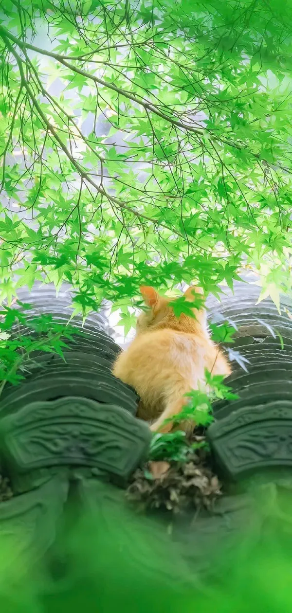 Một con mèo đang hình nền màu xanh lá cây nằm trên một mái nhà trong bóng râm