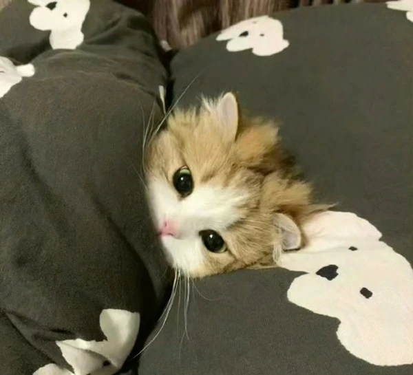 Một chú mèo con đang nằm trên chăn meme buồn