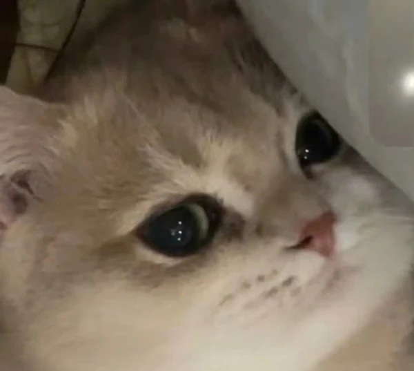 Một chú mèo con đang nhìn lên máy ảnh meme buồn