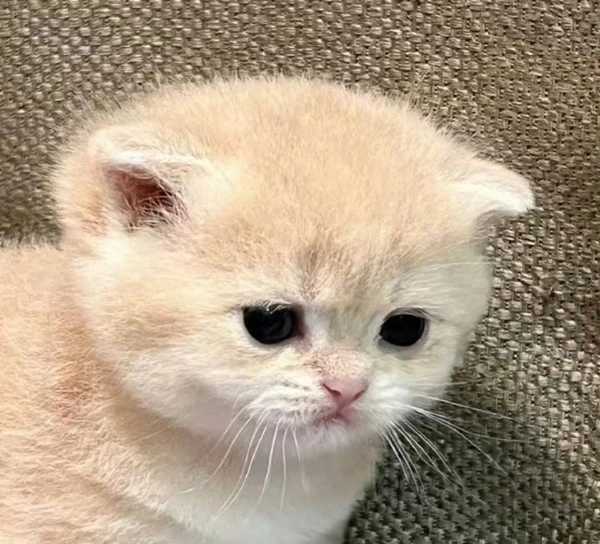 Một chú mèo con nhỏ ngồi trên đỉnh của một tấm thảm meme buồn