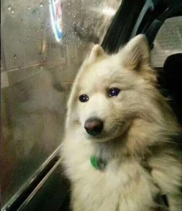 Một con chó đang ngồi ở ghế hành khách meme buồn
