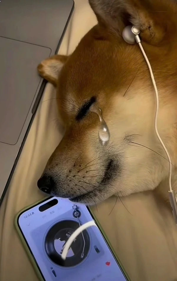 Một con chó nằm trên giường với điện thoại di động meme buồn