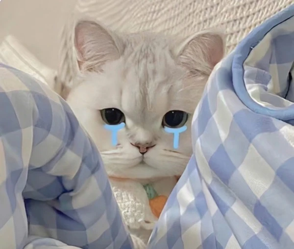 Một con mèo có đôi mắt xanh đang trốn đằng sau một chiếc chăn meme buồn