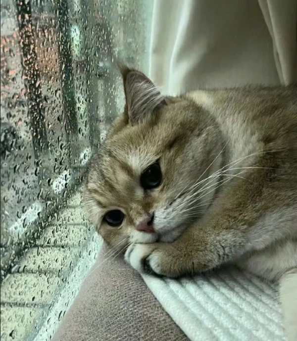 Một con mèo đang nằm trên cửa sổ hát meme buồn