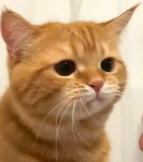 Một con mèo đang ngồi trên đùi của một người meme buồn