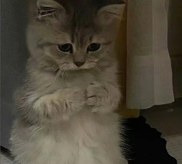 Một con mèo ngồi trên ghế meme buồn
