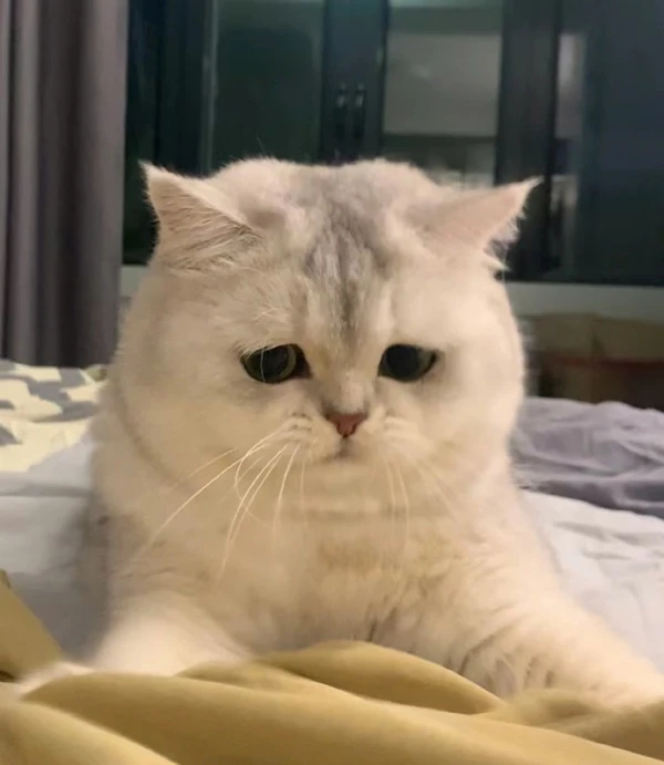 Một con mèo trắng ngồi trên giường meme buồn