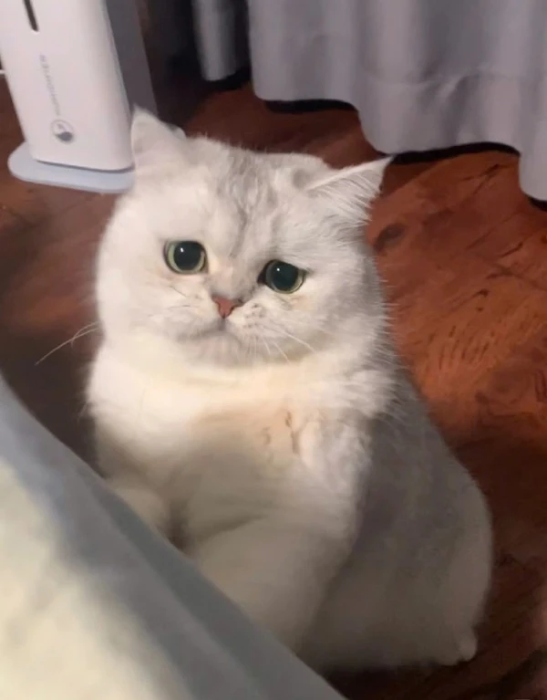 Một con mèo trắng với đôi mắt màu xanh lá cây ngồi trên sàn nhà meme buồn