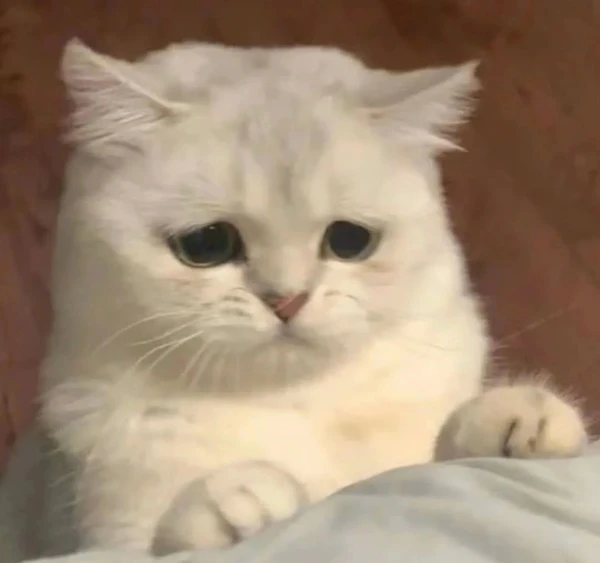 Một con mèo trắng với đôi mắt xanh nằm trên giường meme buồn