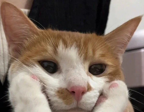 một con mèo với nụ cười lớn trên khuôn mặt của nó meme buồn