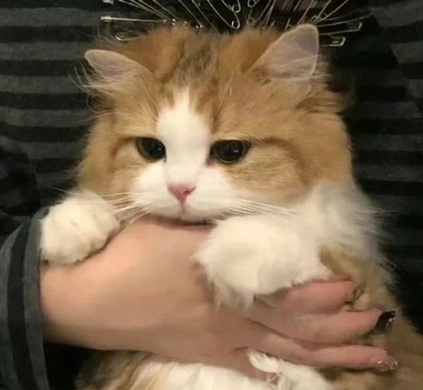 Một người ôm một con mèo trong tay meme buồn