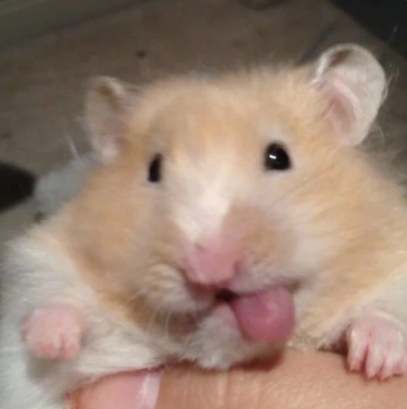A Ham meme hamster