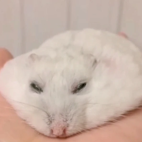 A Ham meme hamster