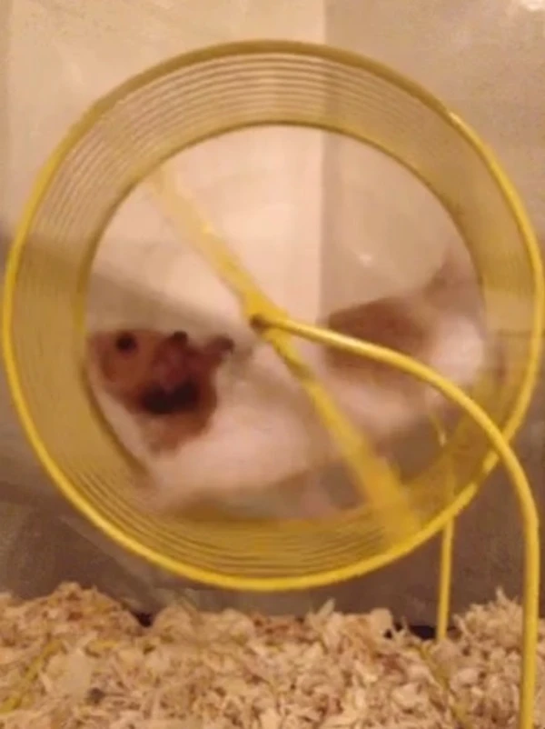 Ham meme hamster