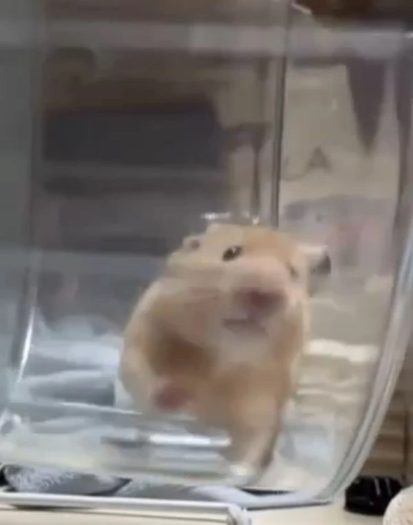 Ham meme hamster