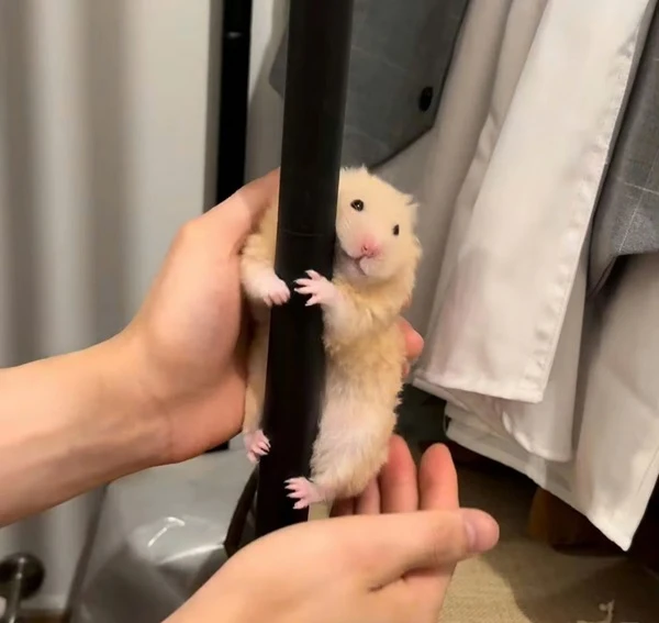 Một con chuột đồng đang bị giữ bởi một người meme hamster