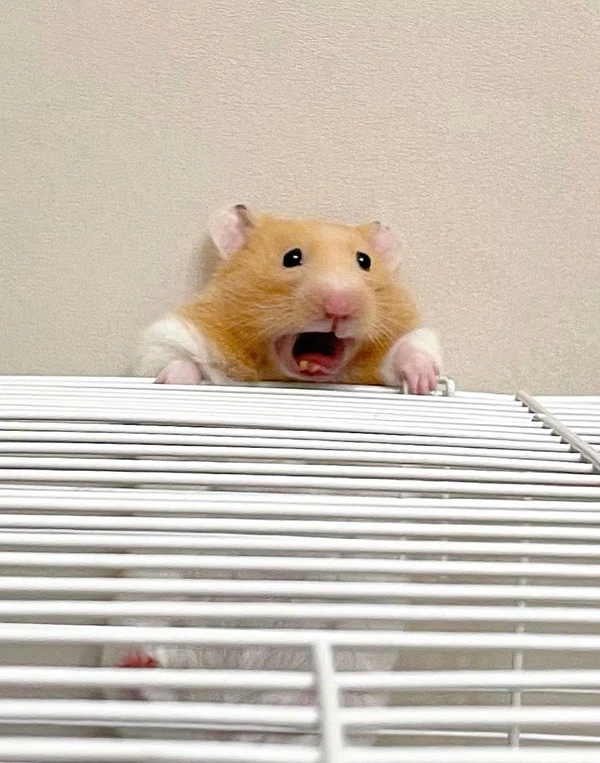 Một con chuột đồng đang ngồi trên một cái lồng meme hamster