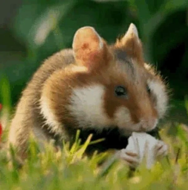 Một con chuột đồng nhỏ ăn một miếng bánh mì meme hamster