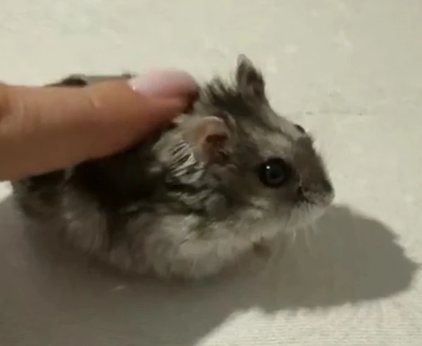 Một con chuột đồng nhỏ đang được một người cho ăn meme hamster