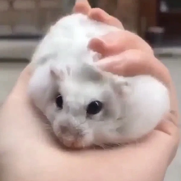 Một con chuột đồng trắng nhỏ được giữ trong tay một người meme hamster