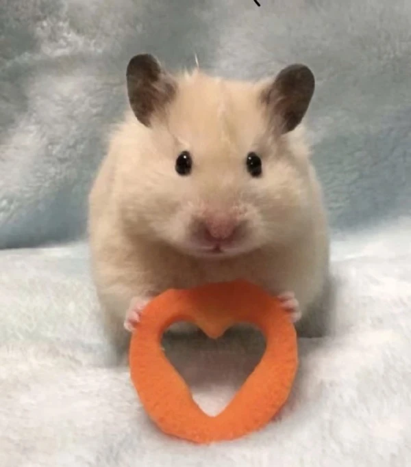 Một con chuột đồng với đồ chơi hình trái tim meme hamster