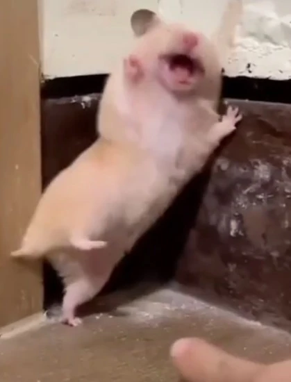 Một con chuột nhỏ đang đứng trên một tảng đá meme hamster