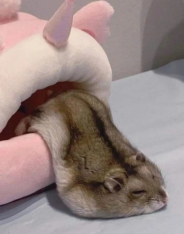 một con lợn nhồi bông và một con nhồi bông meme hamster