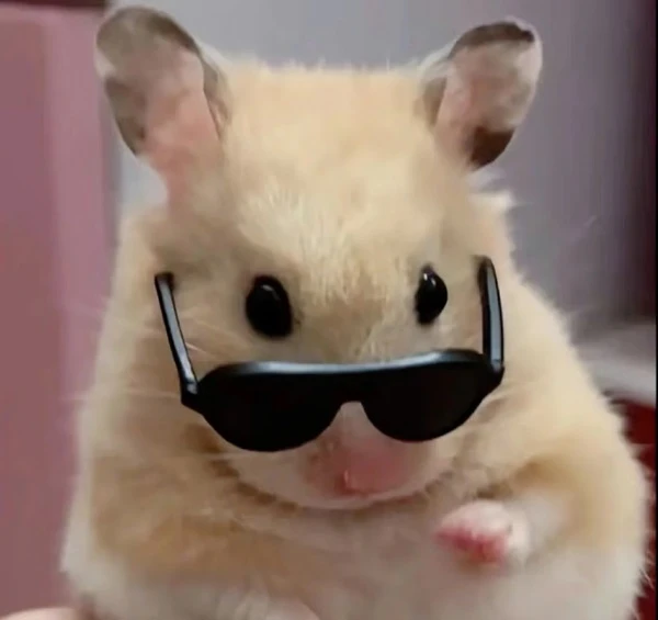 Một ham đang đeo một cặp kính râm meme hamster
