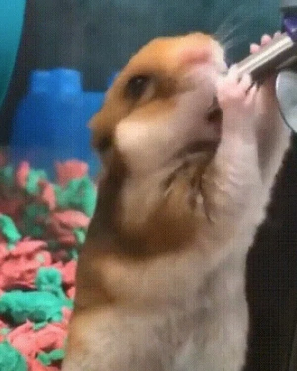 Một hamie đang ăn hết hộp meme hamster