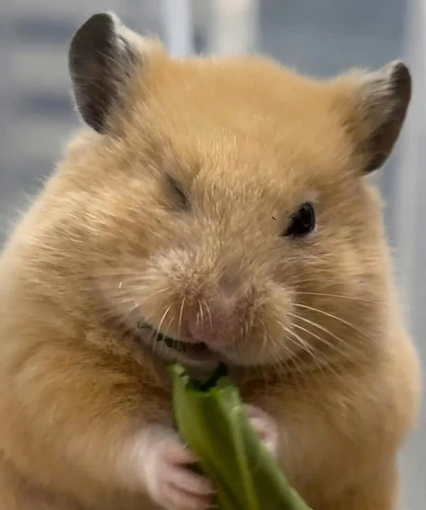 Một hamster ham ăn một miếng cà rốt meme hamster
