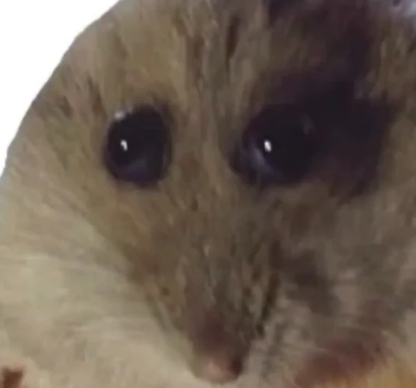 Một hamster ham đang ngồi trên một bề mặt trắng meme hamster