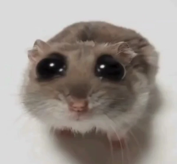 Một hamster ham nhìn vào máy ảnh meme hamster