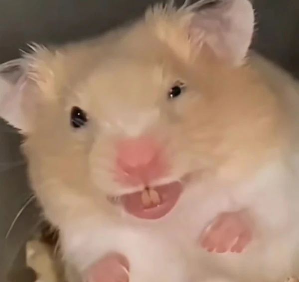 Một hamster hamy đang ngồi trên ghế meme hamster