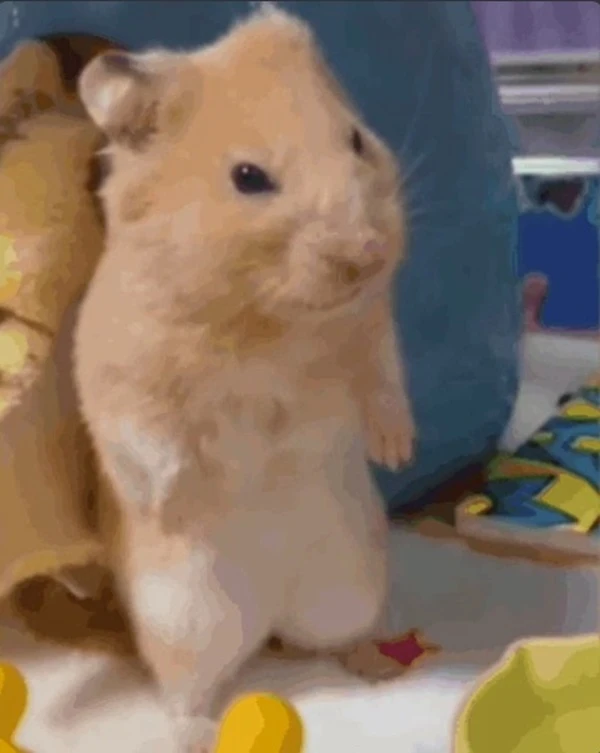 Một hamy đang ngồi trên sàn cạnh một hamy meme hamster